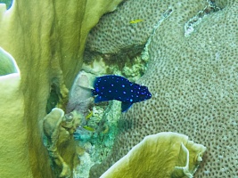 Juvenile Damselfish IMG 7178